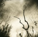 Wishbone Tree