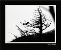 Against the Wind