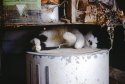 Milk House Cat - Idaho - Winter of 1968