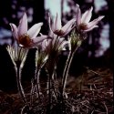 Pasque Flower