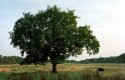 The old oak