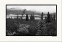 Denali Roadside