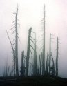 Ghost Forest