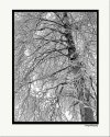 Winter Abstract