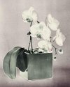 Solarized Images