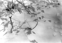 leaves in snow
