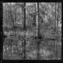 backyard -kallitype