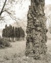 Ugly Tree