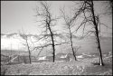Four Resilient Trees