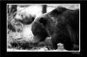 Ursus arctos horribilis
