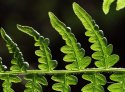Back lit fern