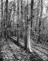 Orange County, NC