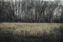 Dyke Marsh