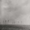 Field trees