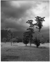 Trees, Mole Creek
