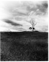 Lone Tree, Sprent