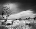 Trees in the Midlands