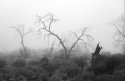 Mt. Laguna Fog