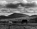 Horses near the mountain