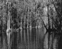 Cypress Swamp