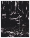 Mangrove Seedling and Shadow