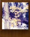 Winter Tree
