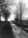 1984 Panatomic X in Rodinal