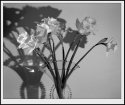 1st Day of Spring offering