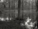backyard 2