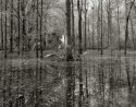 backyard 3