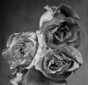 3 Roses