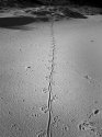 Goanna Tracks