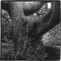 Catalpa