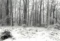 Snowing