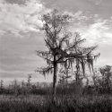 Born on the Bayou