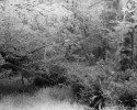 Images Pacific NW