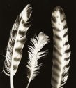 Turkey Feathers