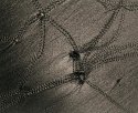 Crab Tracks