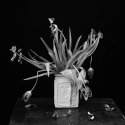 Tulips too soon