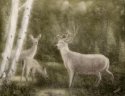 Hunters Dream