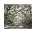 Washington Oaks Road