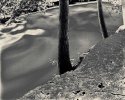 Rocks and Trees