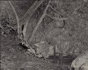 Rocks and Trees