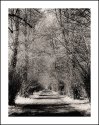 SHADED AVENUE