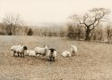 lith sheep