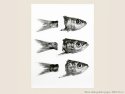 Poissons
