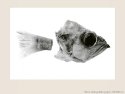 Poissons