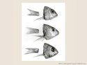 Poissons