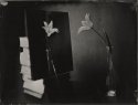 Tulip And Mirror