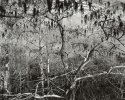 Cypress and Airplants